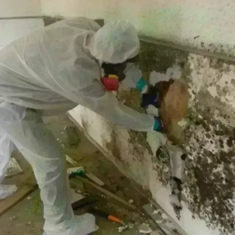 Mold Remediation and Removal in Winters, TX